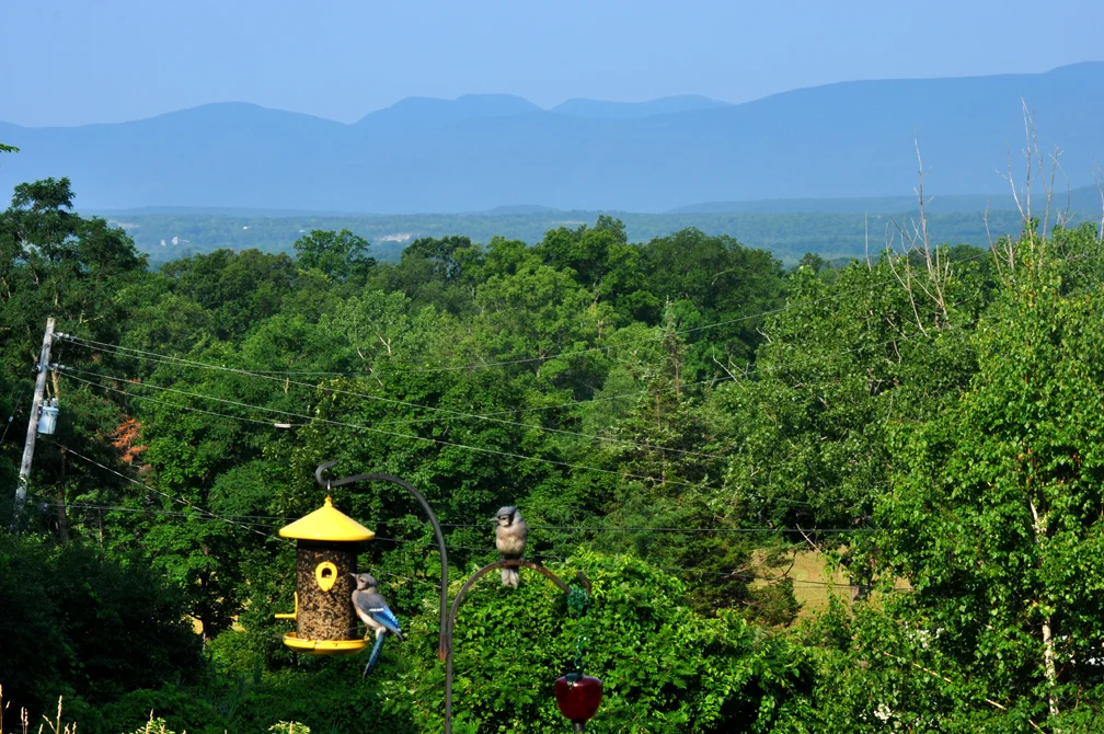 birdsview.jpg