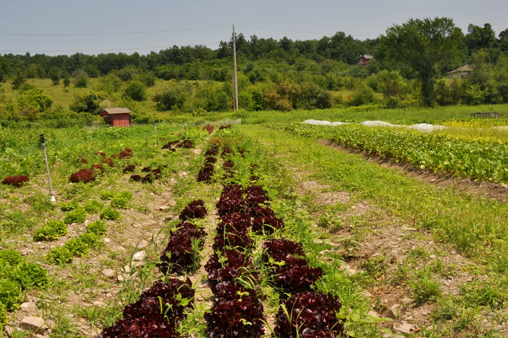 letttuce.jpg