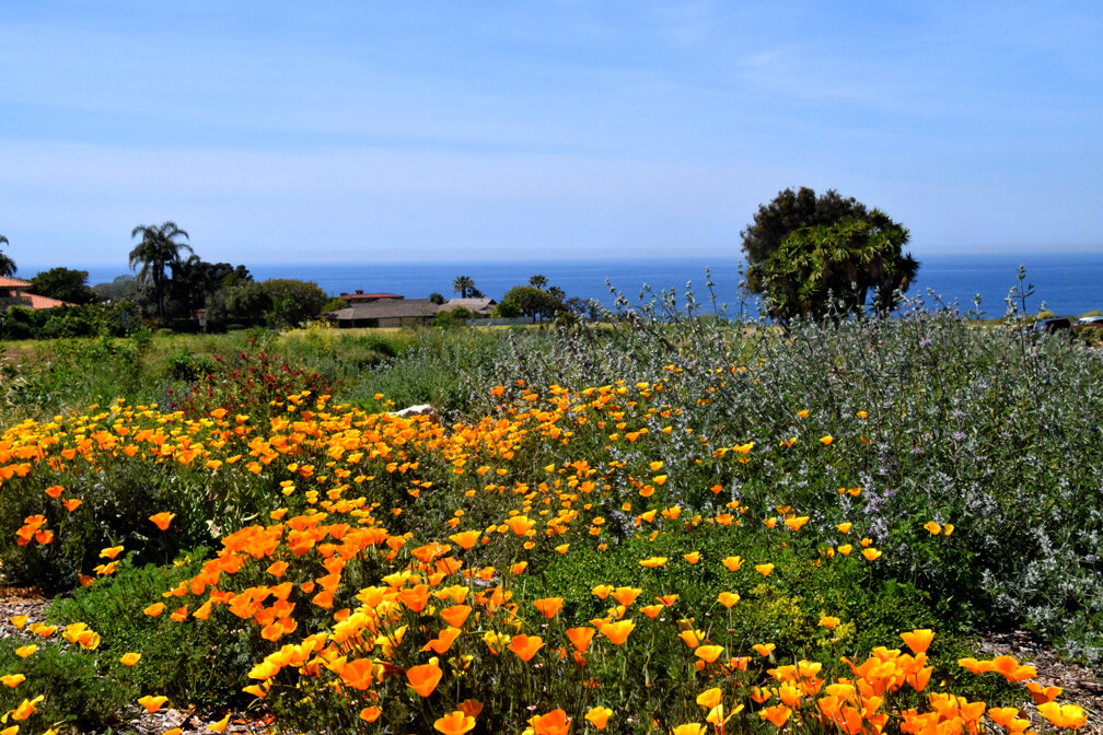 superbloom.jpg