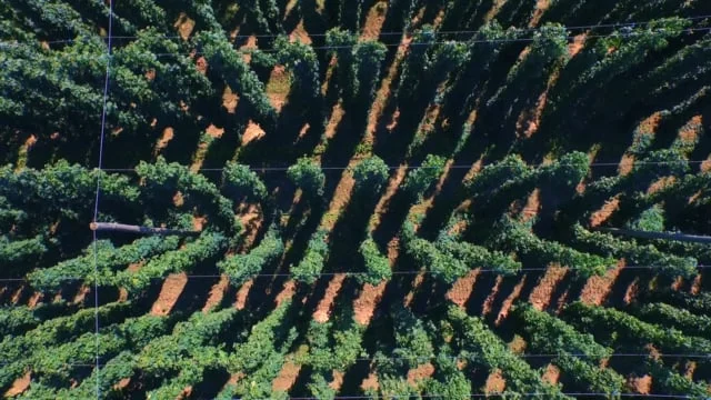 Twin Bays Hop Growing