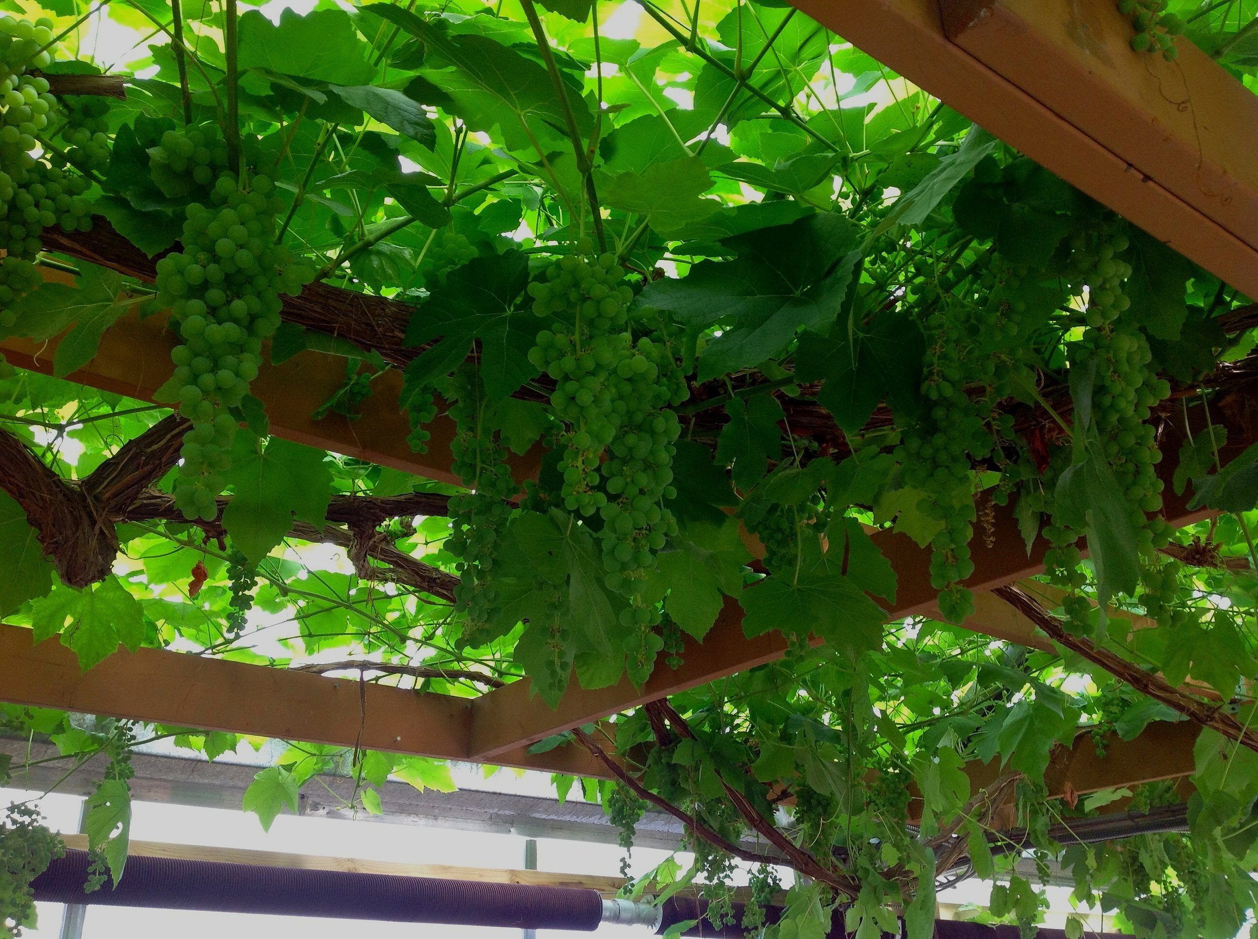 grapes1.jpg