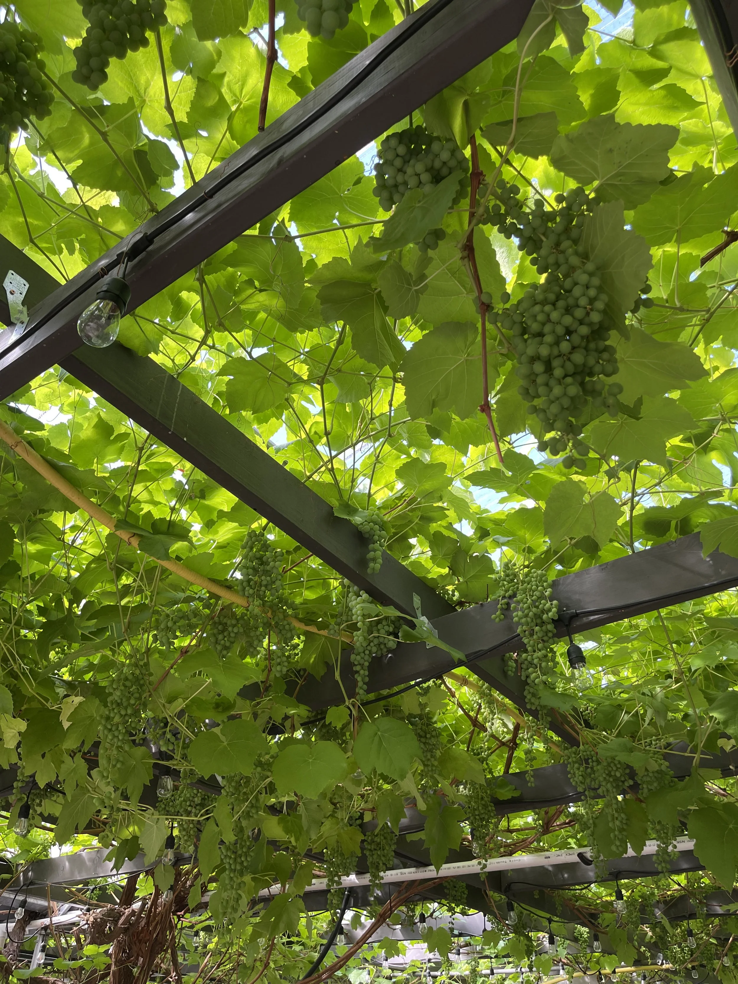 Canada's Largest Grapevine — SBFF