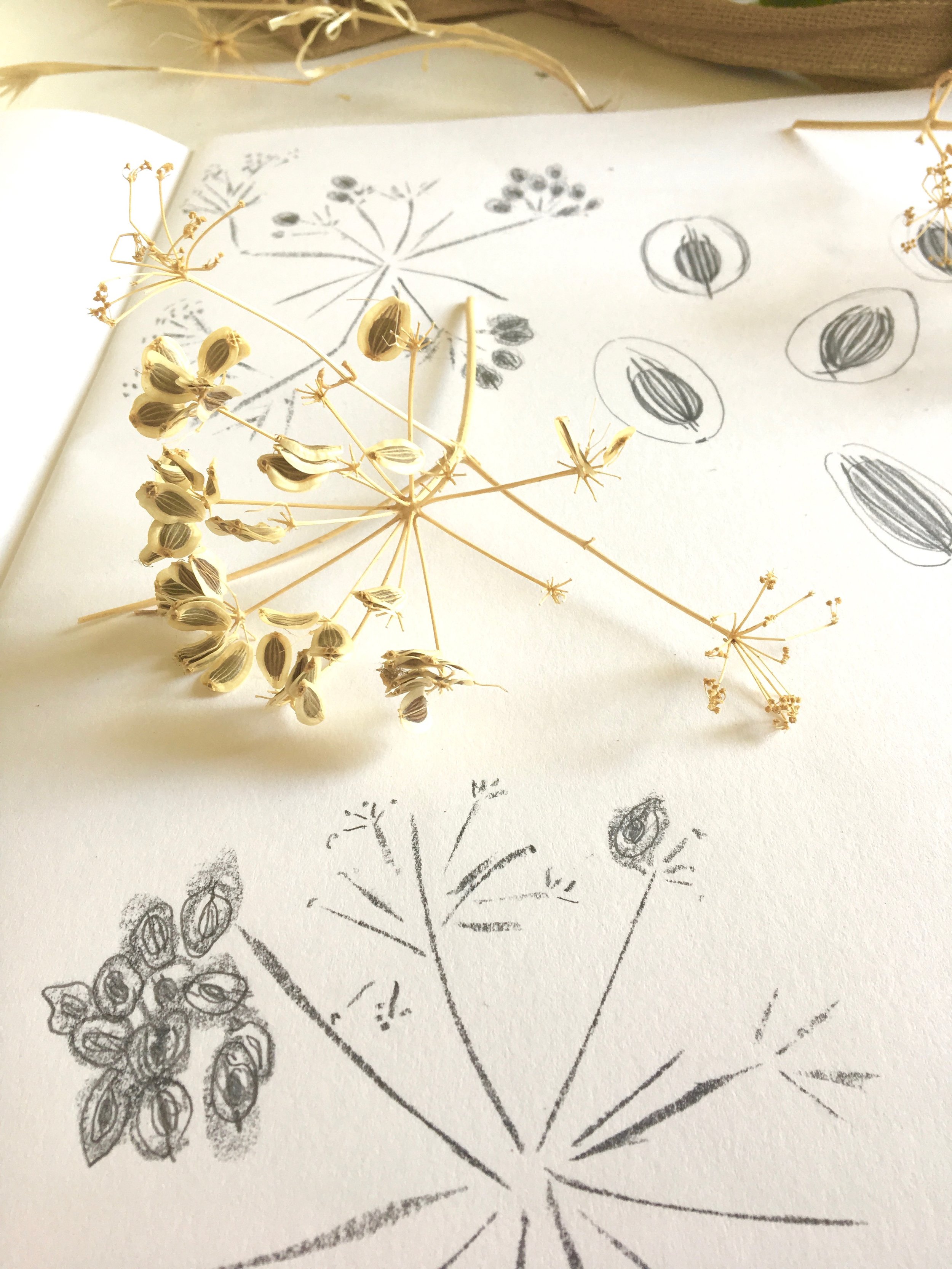 Seedhead and sketches