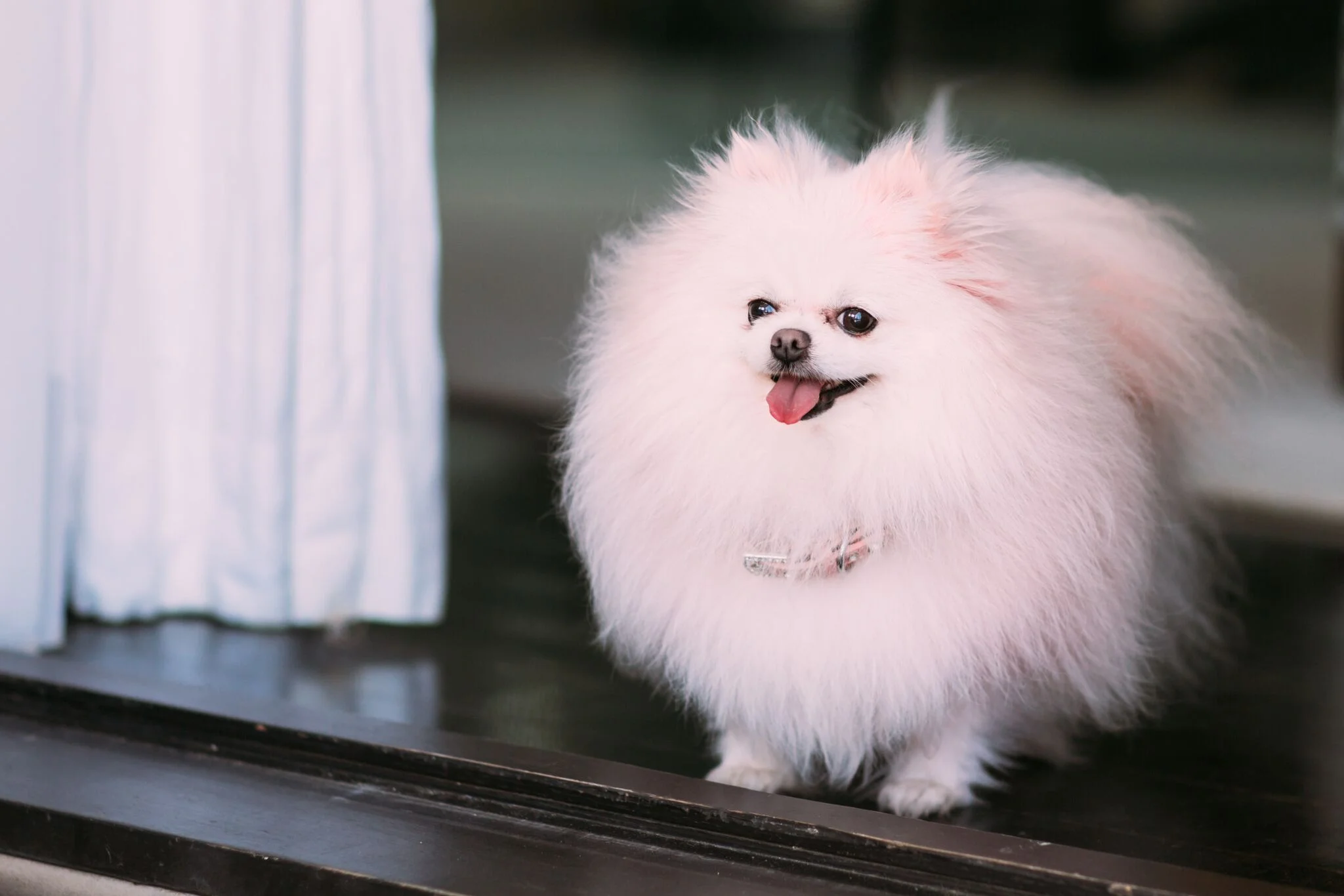 GET #VANDERPUFFED