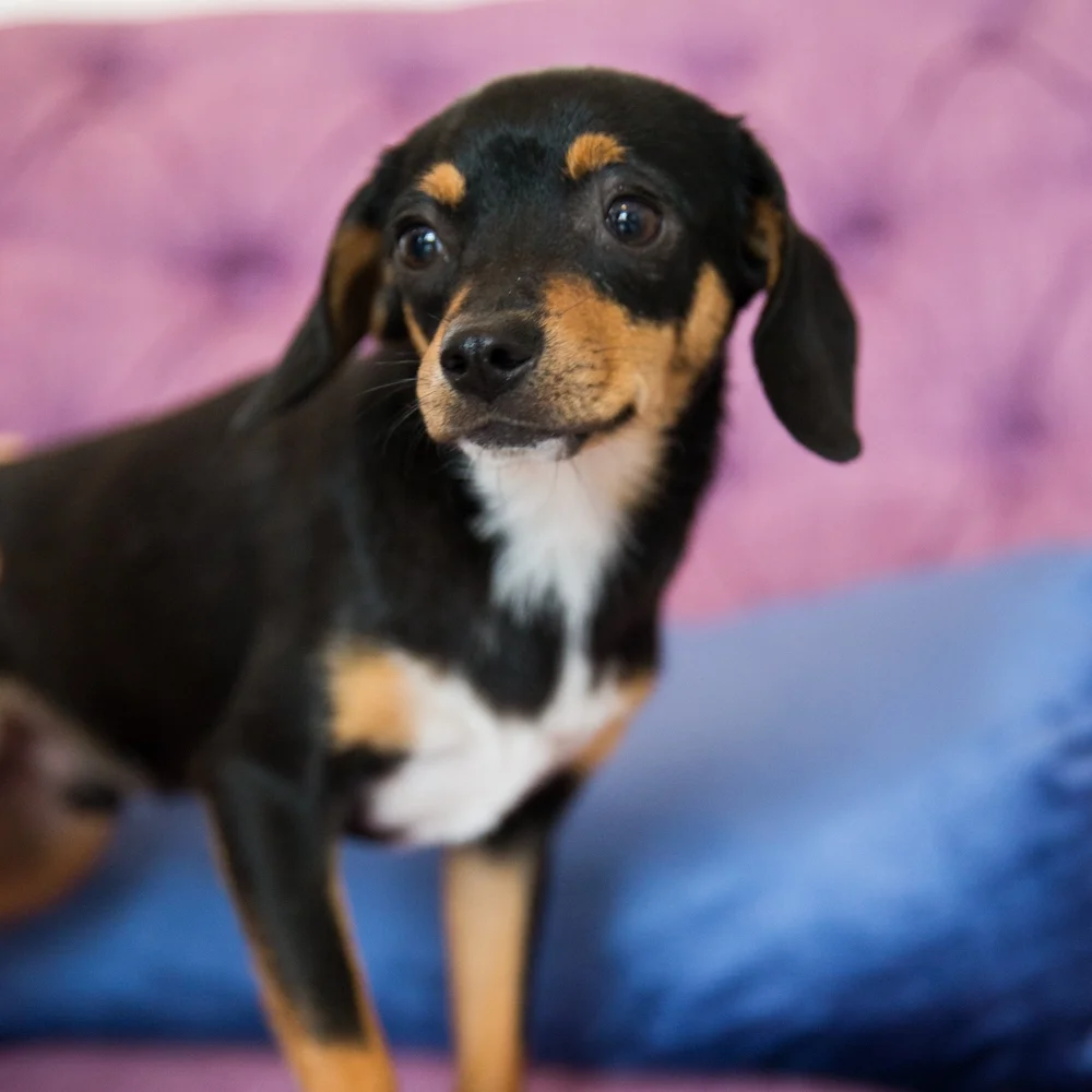 RESCUESOFLOSANGELES-VANDERPUMP-0815.jpg