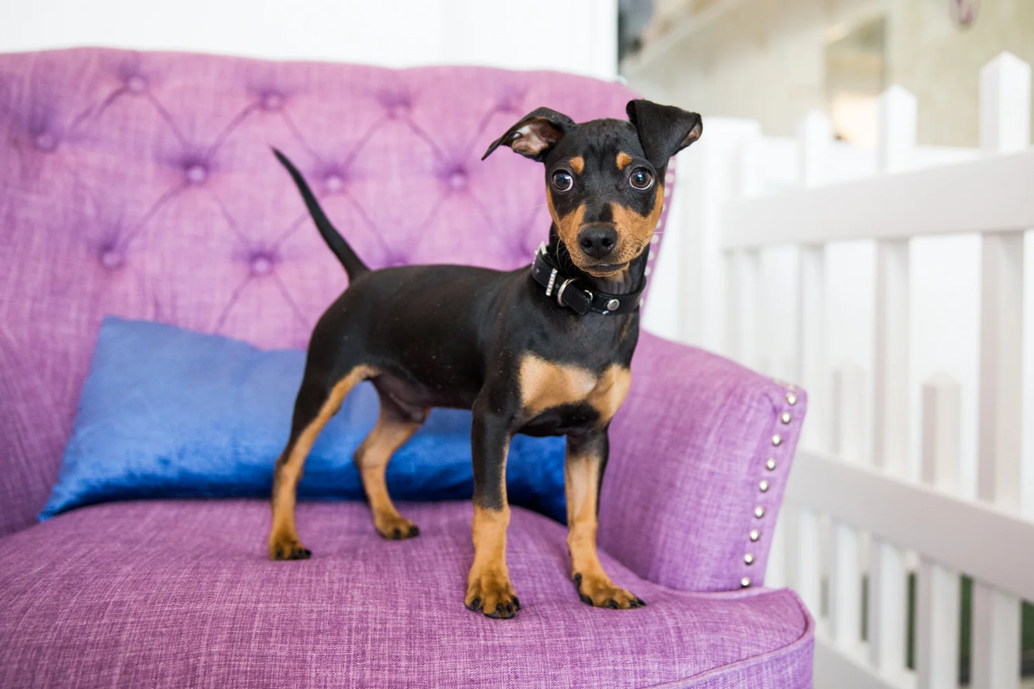 RESCUESOFLOSANGELES-VANDERPUMP-0935.jpg