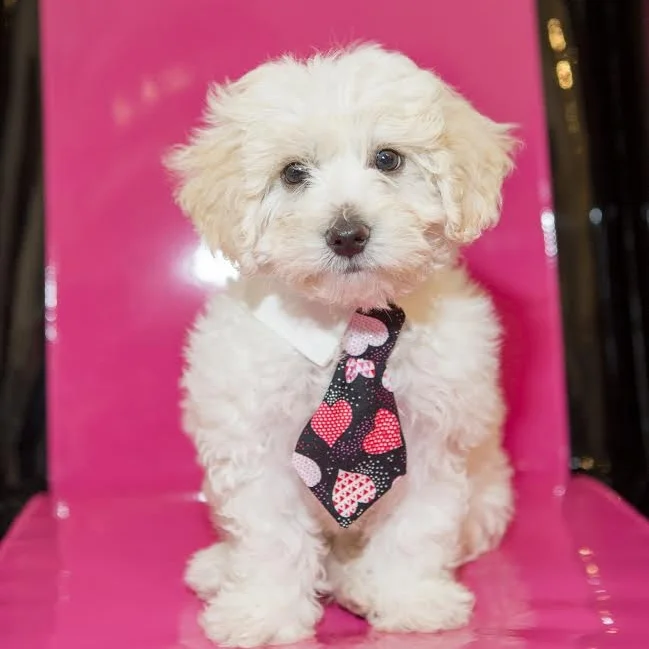 Copper Copper was found in a dumpster at a swap meet. We got a call and went down to take this poor pup to safety. He is an 8 week old Maltipoo. His hard start to life didn't stop him from being a sweet playful puppy and he is living happily with his new Mom and Dad who are spoiling him rotten.