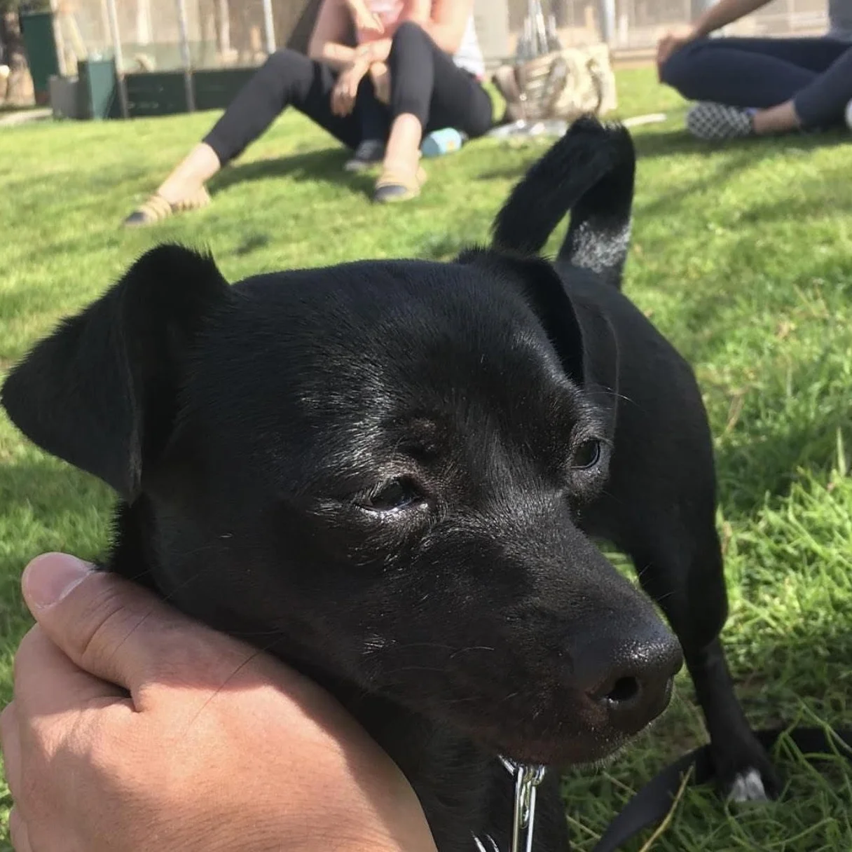We are thrilled that Velvet has been adopted and is loving her new home! Allen came in and immediately fell in love with this little sweetheart! Velvet went from waiting out her fate at a shelter to being a beach babe with her new dad. So far they have enjoyed going to the park and taking naps together on the couch! Thank you for adopting this beautiful pooch!