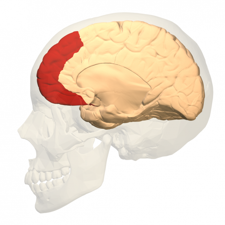 This graphic shows the prefrontal cortex highlighted in red. The area of the brain is associated with self-control and regulating emotions Wikimedia Commons/National Database Center for Life Science