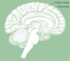 Why do we make bad decisions? Findings from a new science