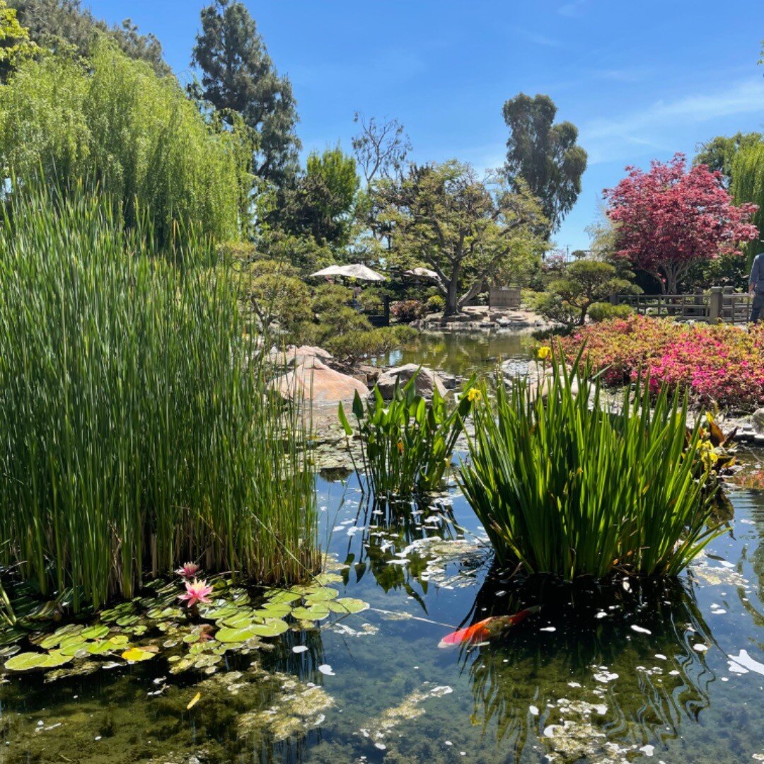 Happy Earth Day! Connect with nature and give thanks today. :-)

#nature #japanesegarden #earthday #gardens #beauty #biophilia #recordstoreday