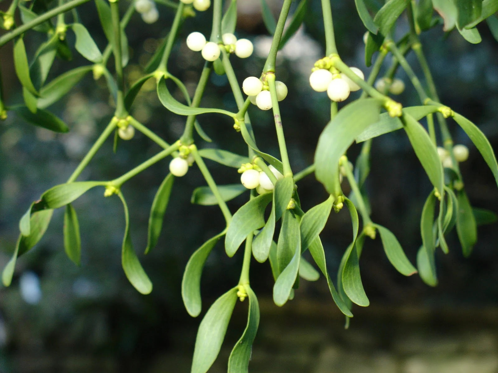 Elizabeth City Mistletoe Show