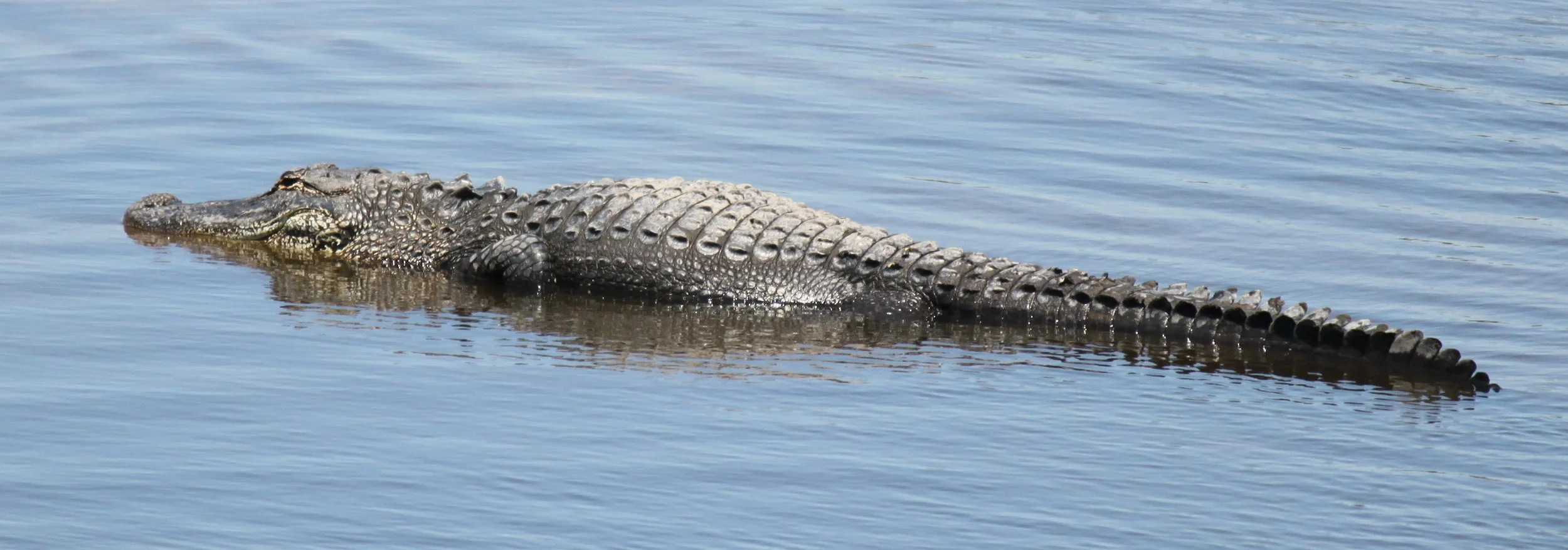gator.jpg