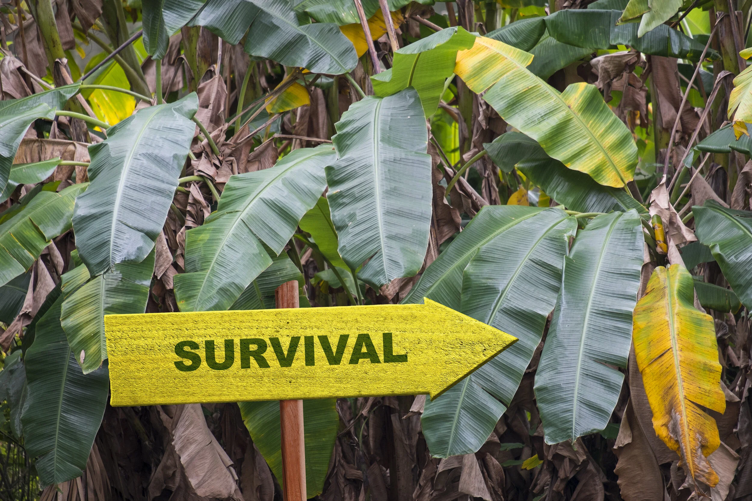 SPACS, NFTs, and Other Jungle Creatures