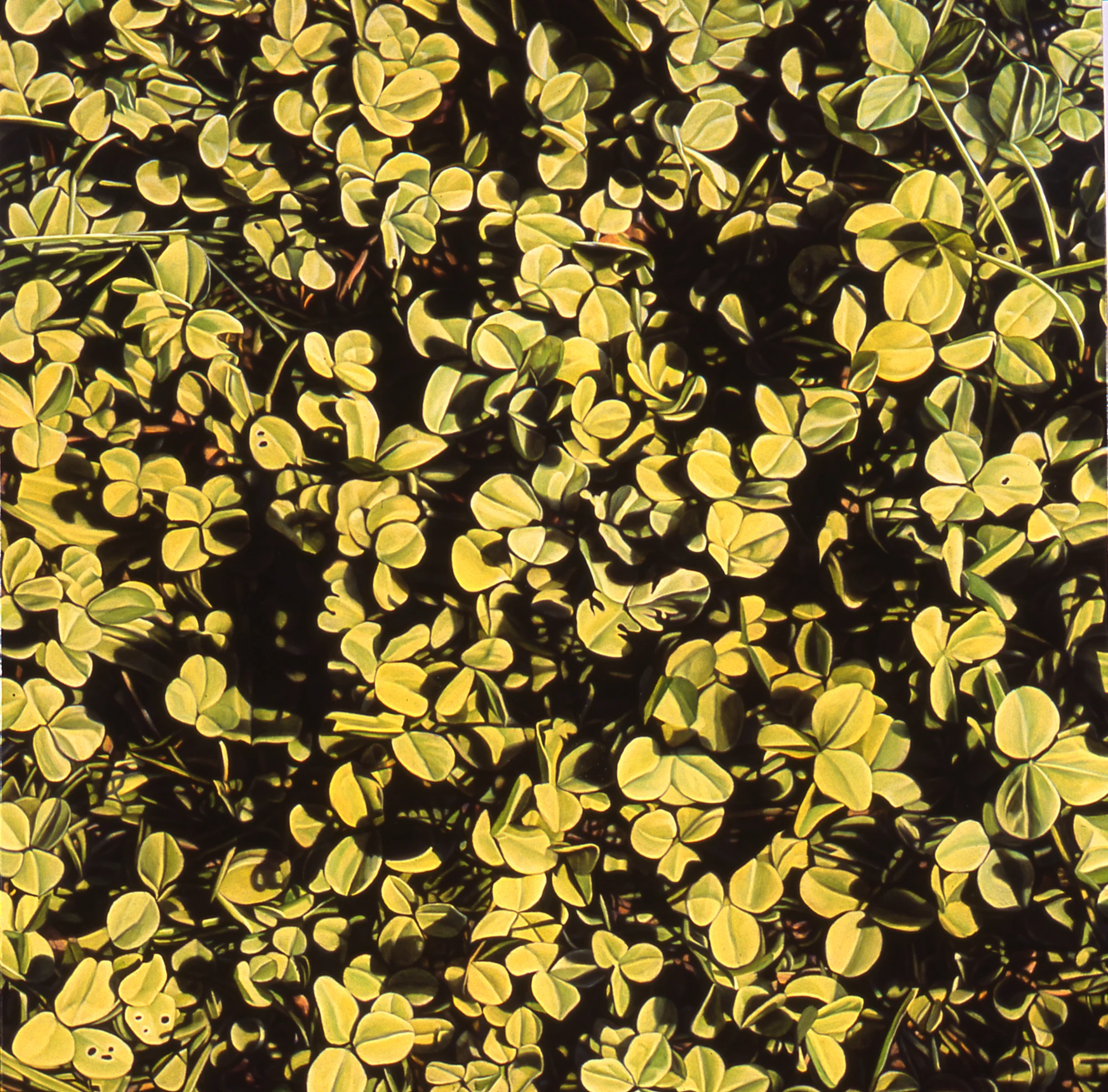  Clovers, 16"x16" 2017, Price on Request 