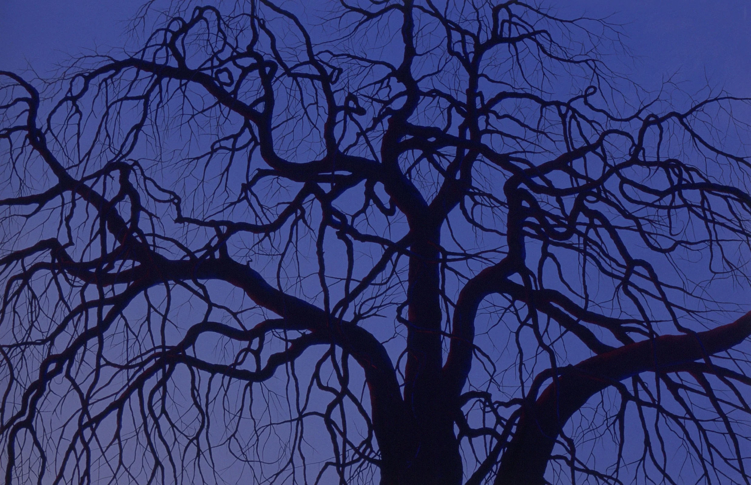  Hampton Tree, 24"x36", 2012, Oil on Canvas, Collection: Emilie Kehm, New York 