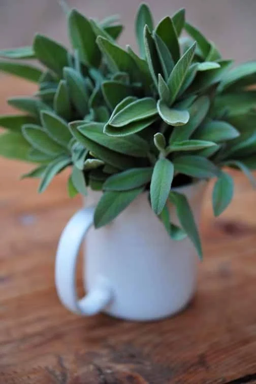 (Photo Courtesy - Unknown)