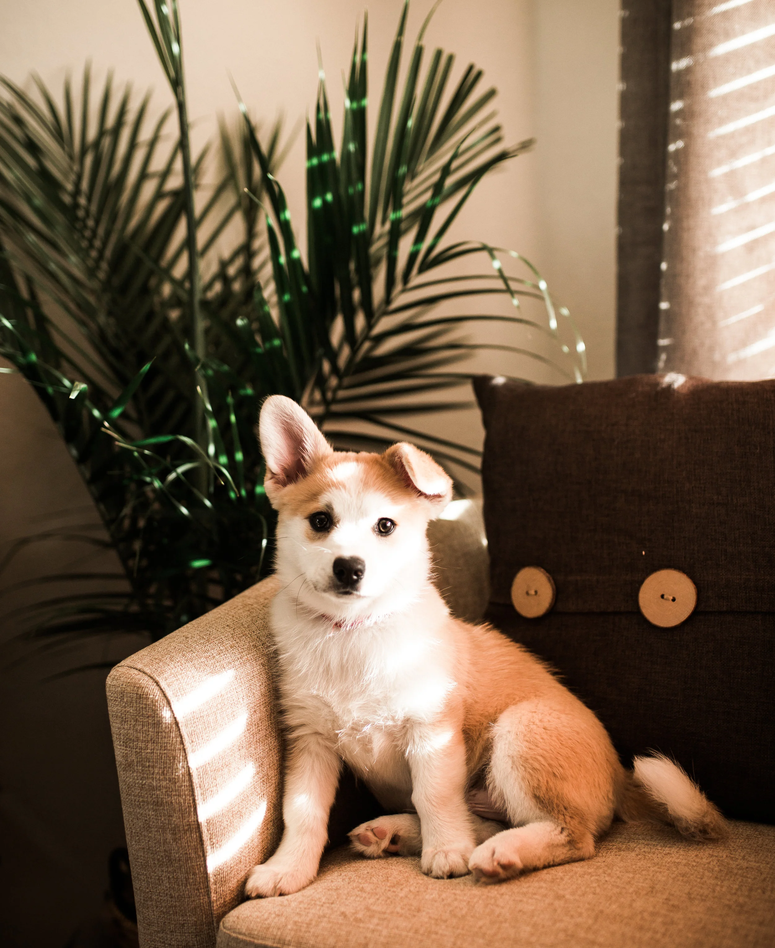 My favorite fur baby sitting on a chair in the living room