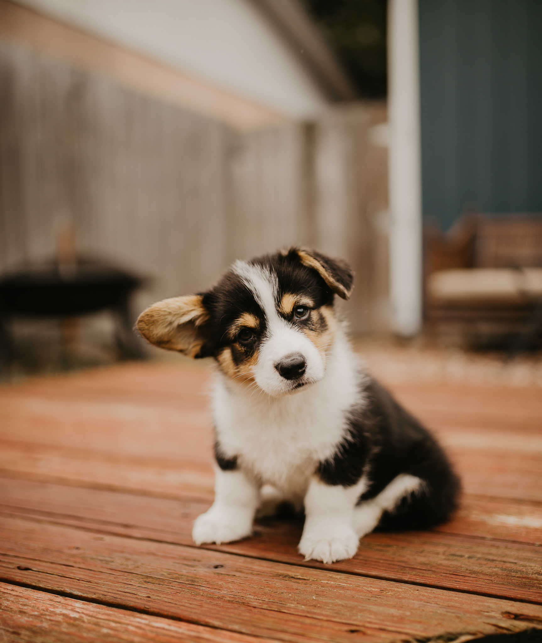 Corgi-Puppy-Spokane-Washington.jpg