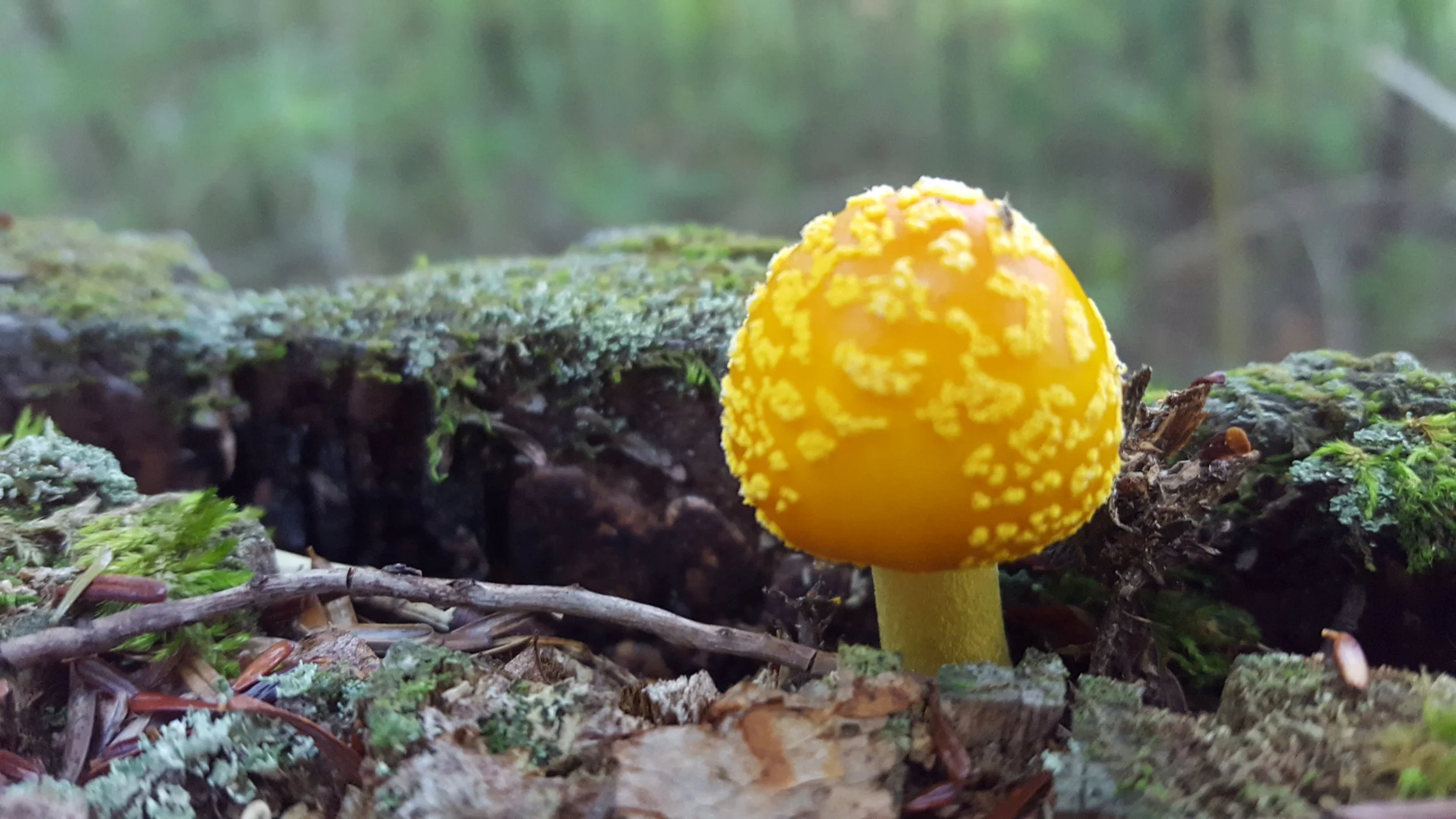 fly agaric ( Amanita muscaria )