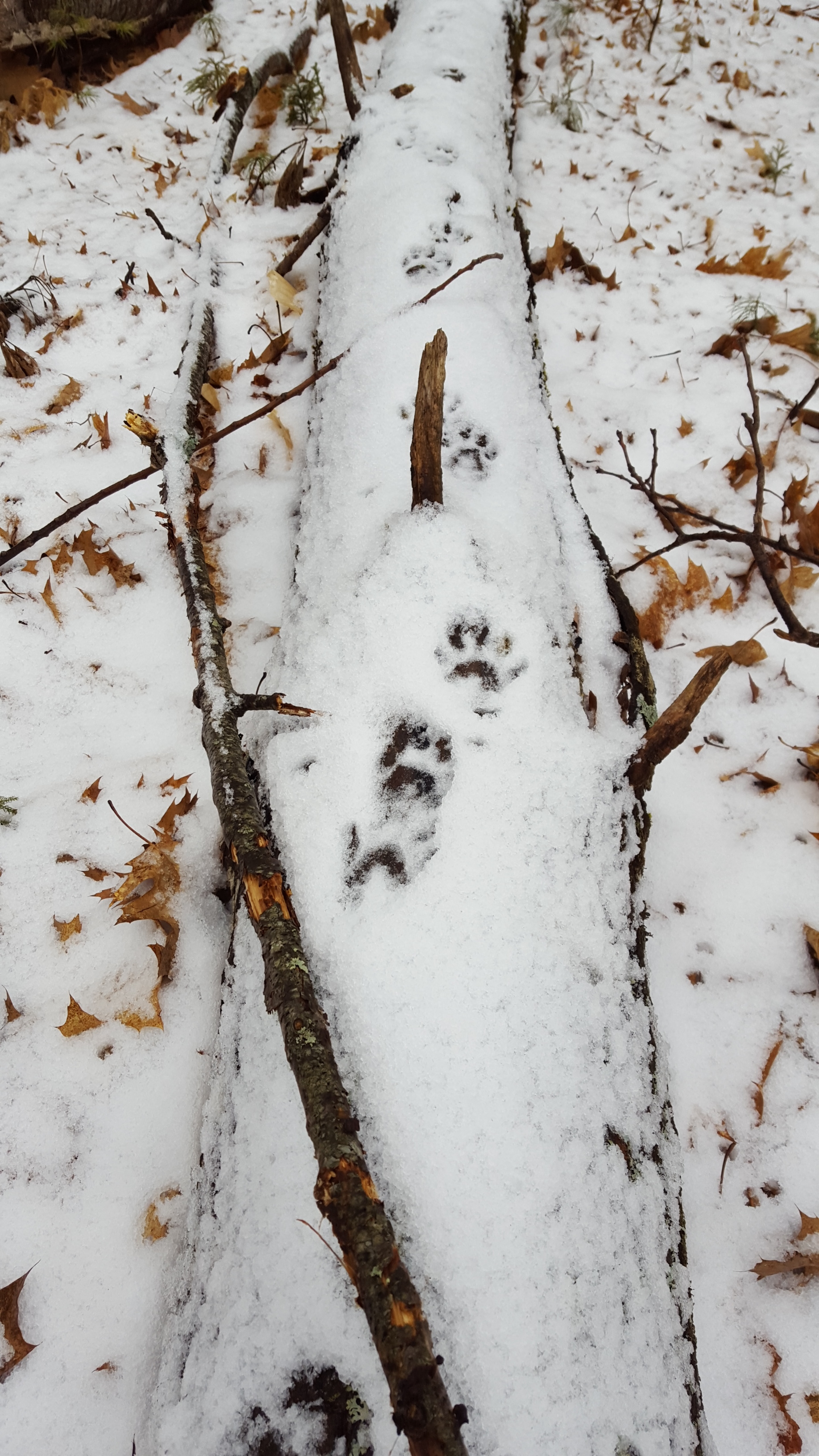 Fisher tracks on a log.
