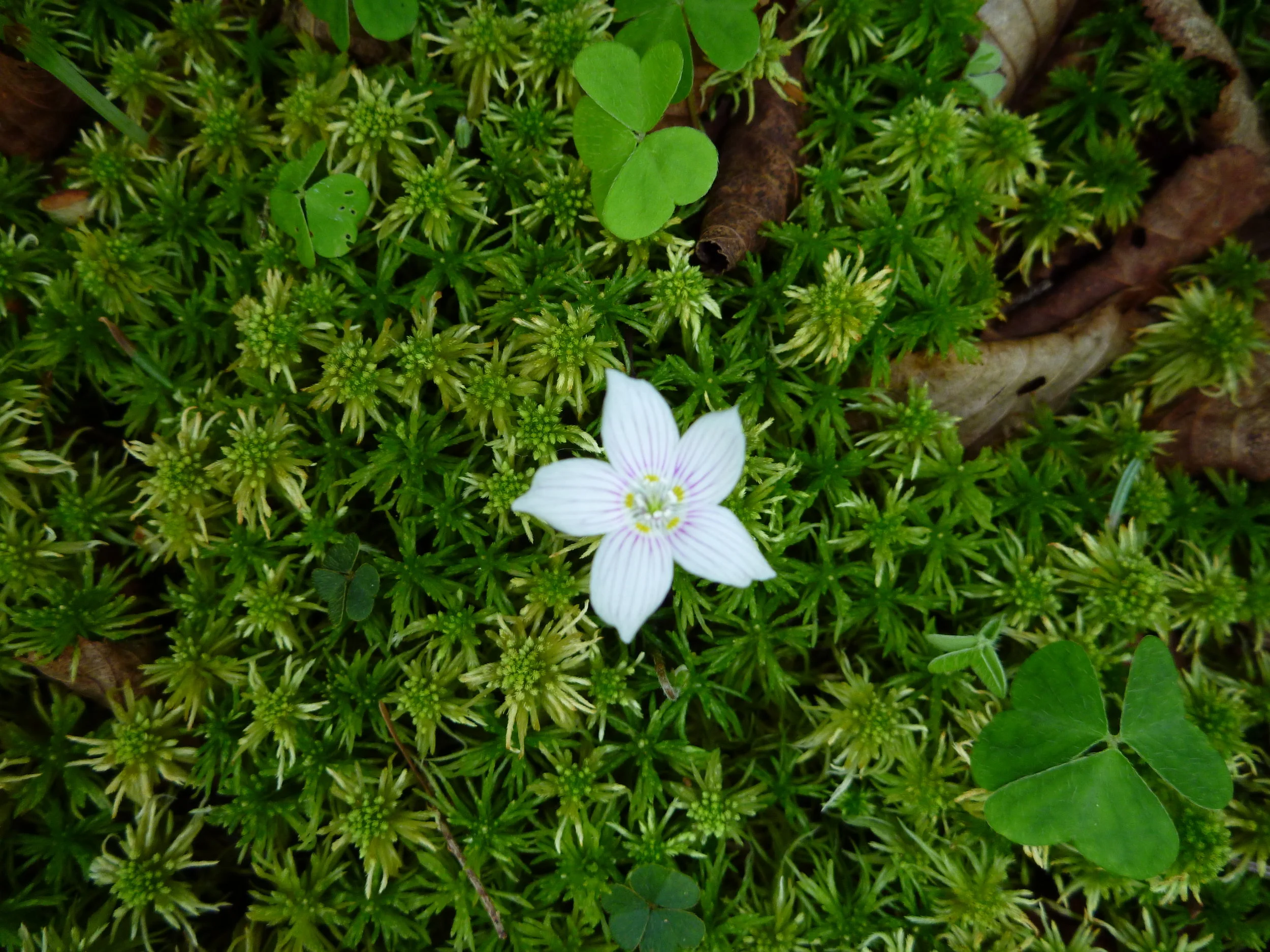  wood-sorrel ( Oxalidaceae ) and moss ( Bryophyta ) 