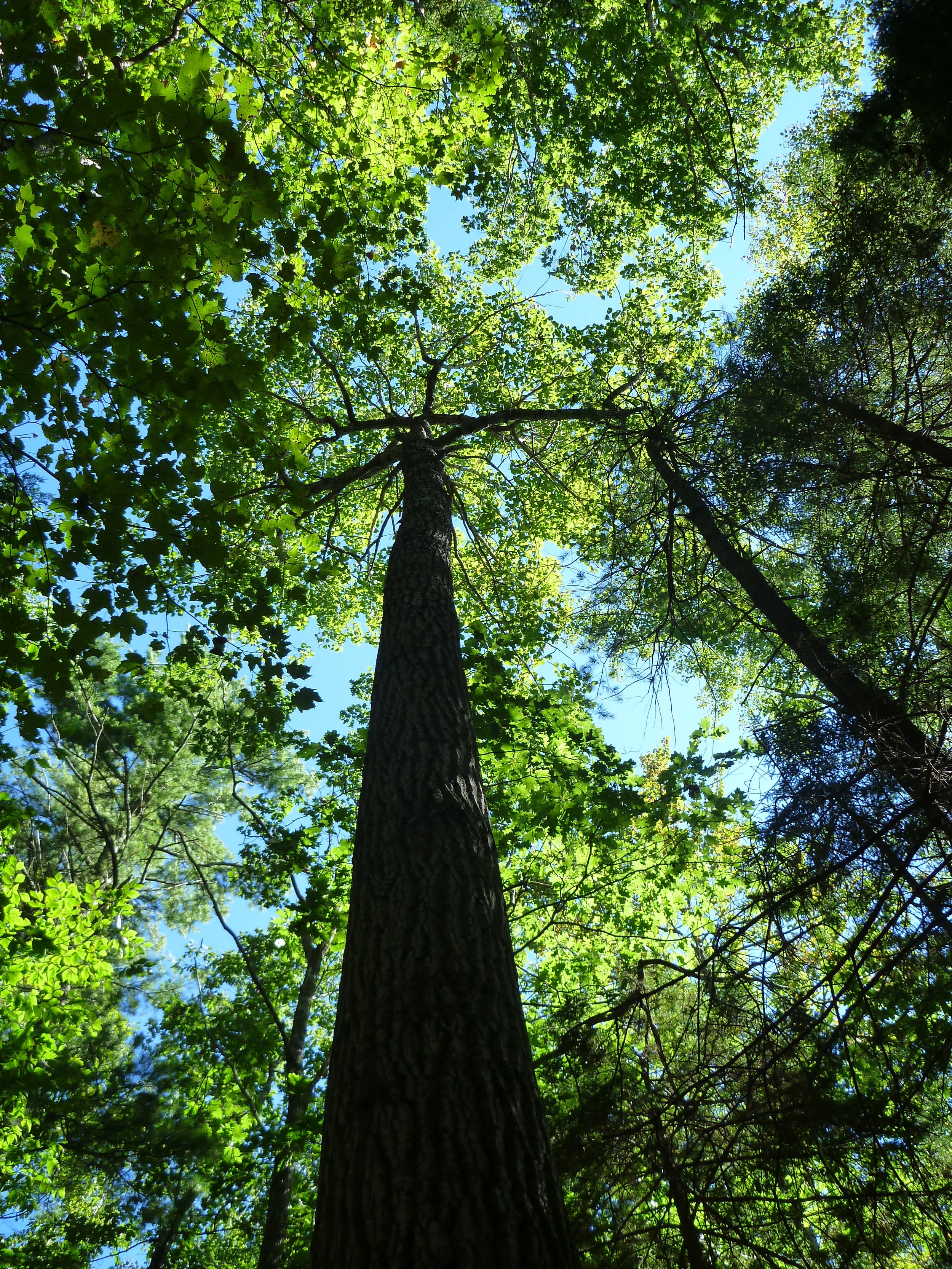  oak canopy ( Quercus ) 
