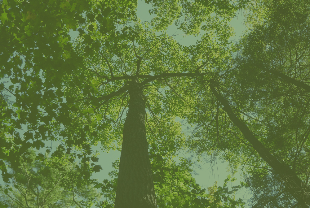 Your Forest Habitat First Light Wildlife Habitats