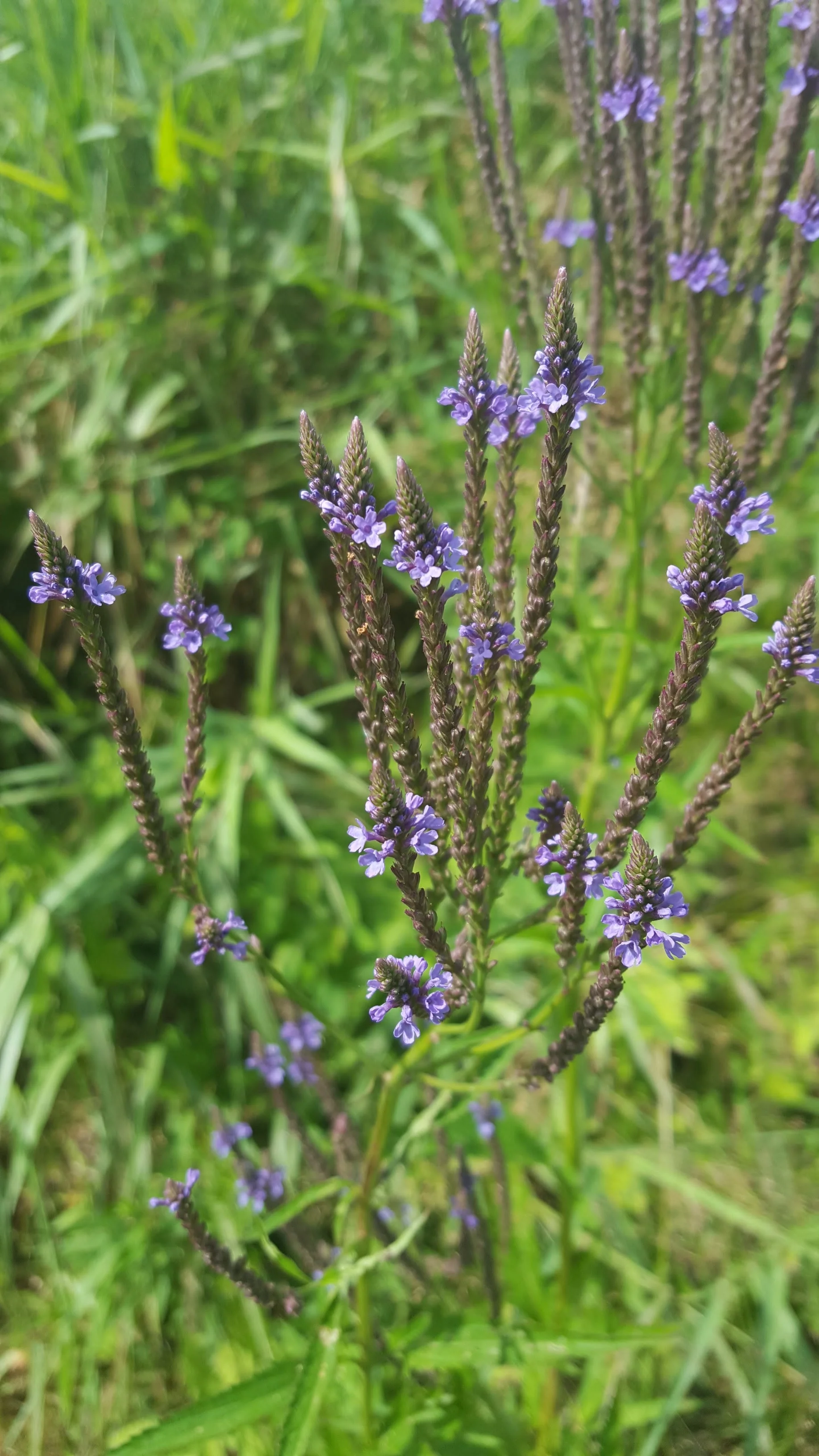 blue vervain ( Verbena hastata )