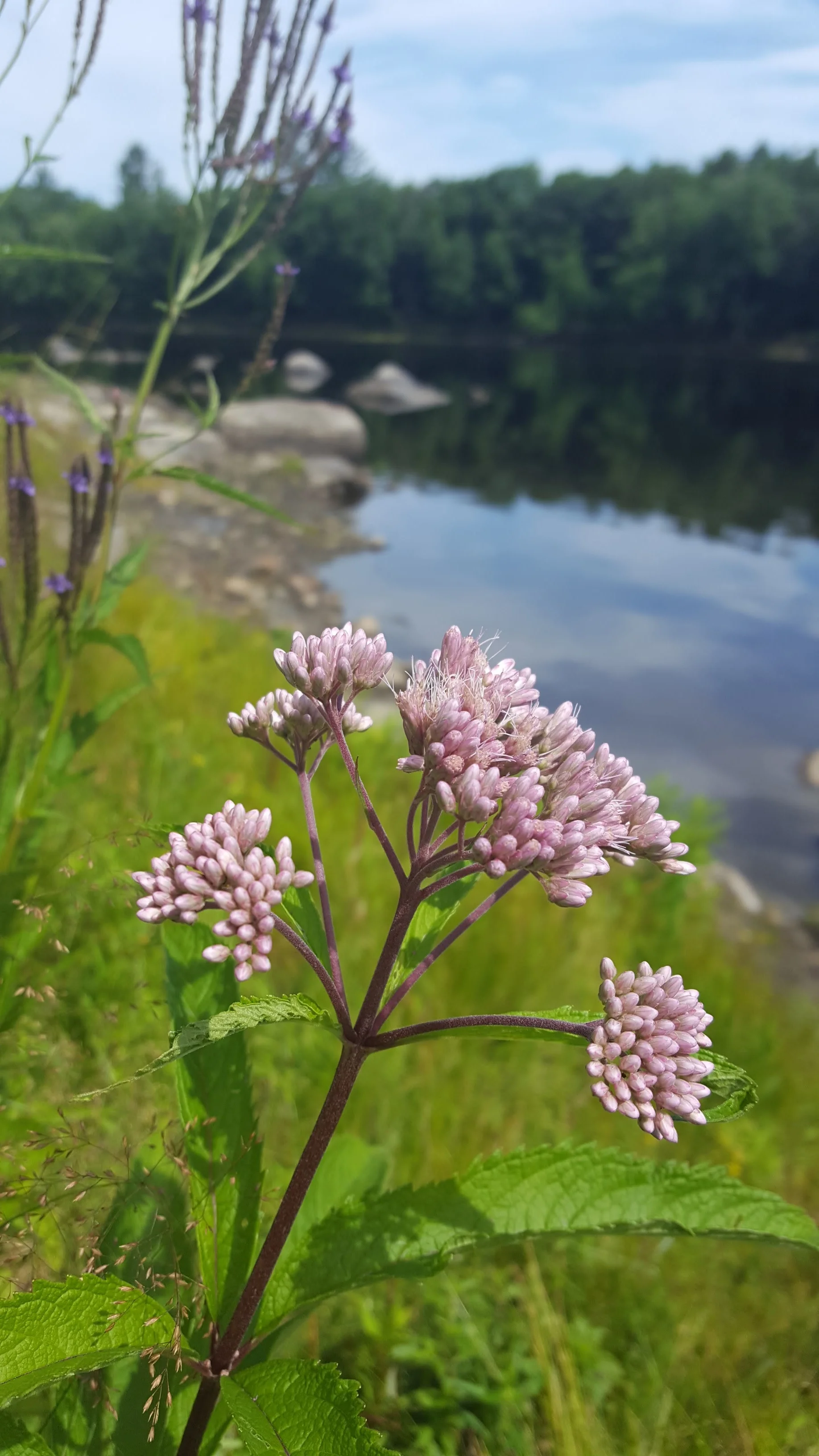 spotted joe-pyeweed ( Eutrochium maculatum )