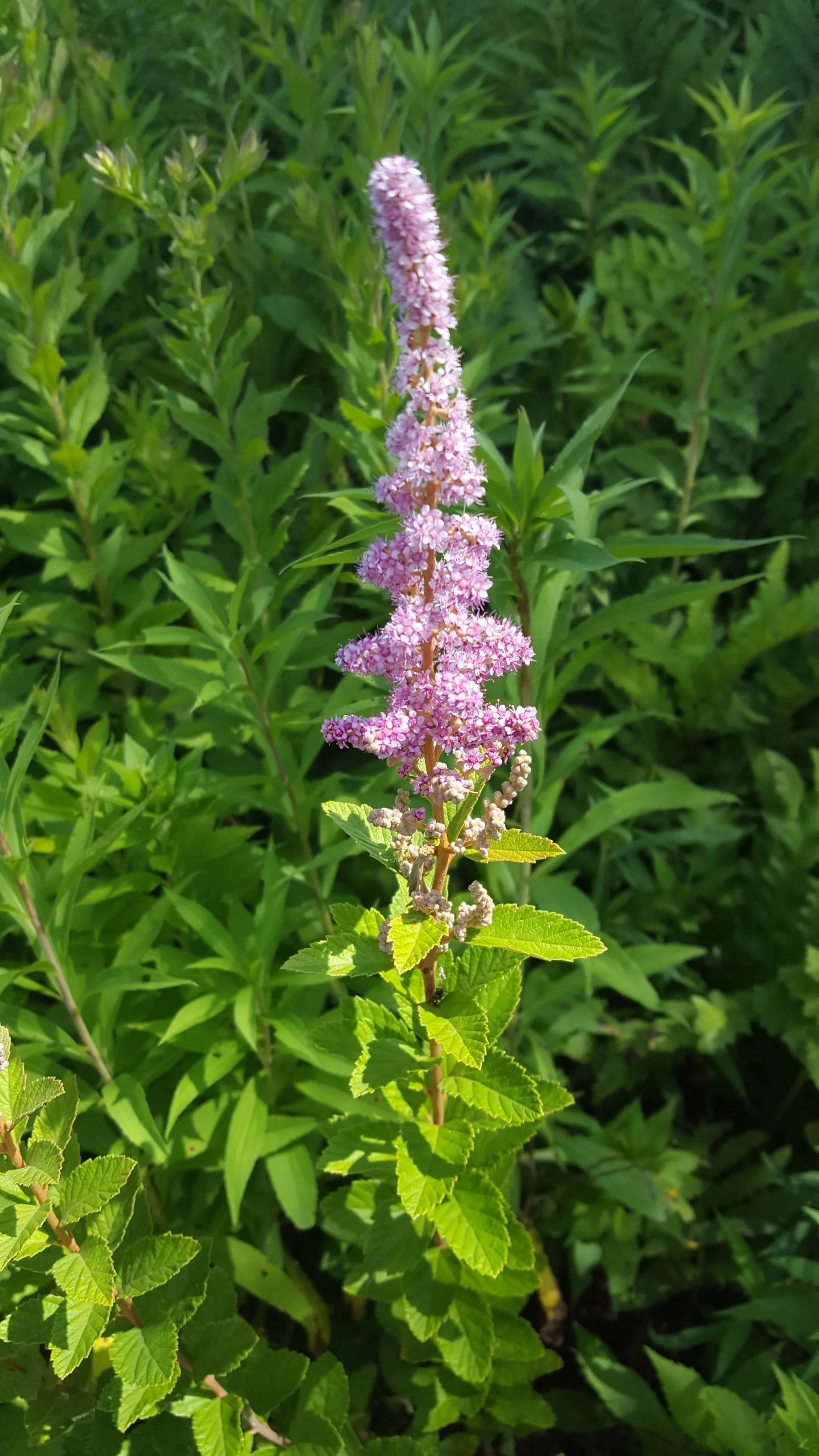 steeplebush ( Spirea tomentosa )