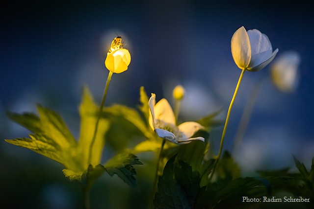 Bring the Magic of Fireflies Back Home Again — First Light Wildlife Habitats