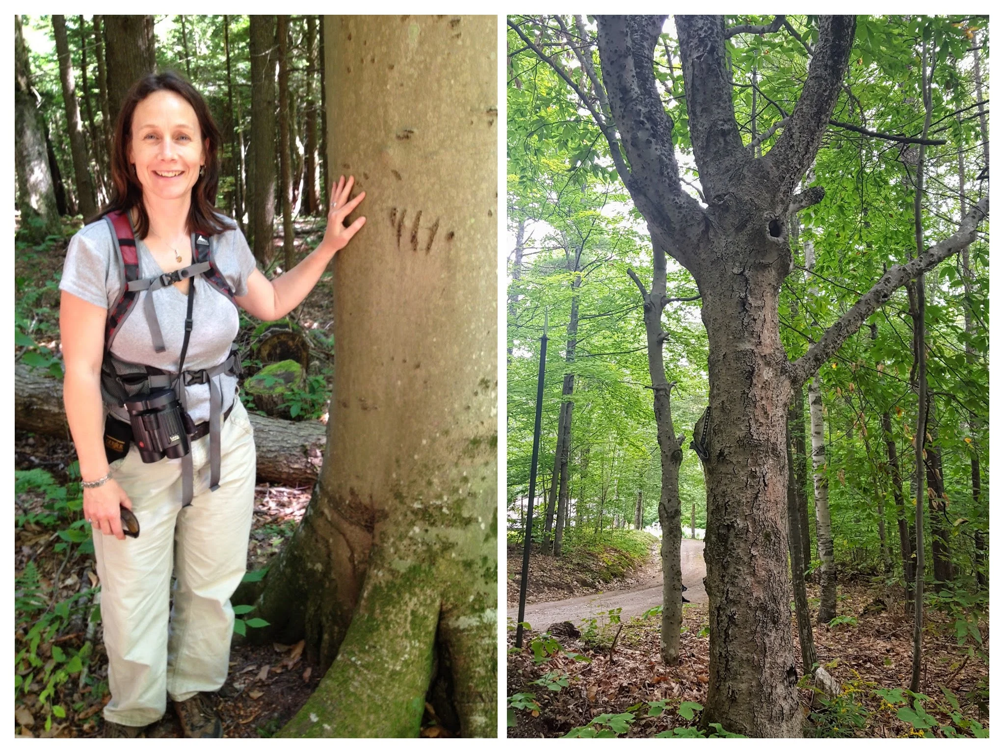 A bear-scarred “Super Beech” in Vermont (showing claw marks), regularly climbed by bears to feed on the nuts (left); an old, diseased beech that is nonetheless producing a huge nut crop this year (right).