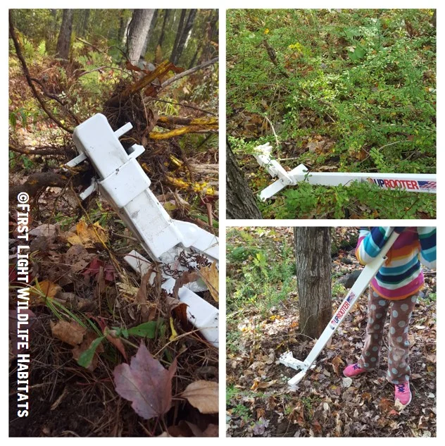 For larger stems that can't be hand-pulled, use the Uprooter (a heavy duty professional tool designed to pull woody plants). It provides great leverage for pulling the stubborn roots of Japanese barberry, for example (pictured here) and is a chemical-free technique.