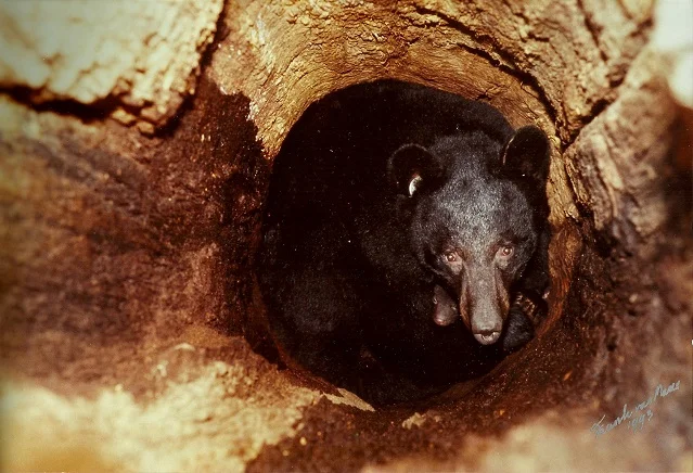 Hibernating black bears routinely den and give birth in the safe and sheltered environment of a hollow standing tree (note the young cub peeking up from under the mother; photo: Frank T. van Manen).
