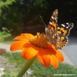PaintedLadyMexicanSunflower.jpg