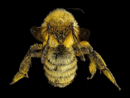 A mining bee (Andrenid) collected on goldenrod in Maine. Note the abundance of pollen over the hairy body of the entire bee (photo: USGS bee inventory on Flickr).