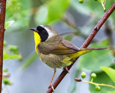 The Common Yellowthroat is found in a wide range of habitats including thickets, wet marshy areas, and edges (see #3, below). The population has declined 38% since the mid-60s (photo: Doug Gimler  www.nekwildlifephoto.com ).
