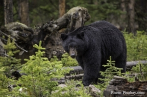 Black bear picture for newsletter.jpg