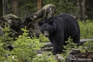 Black bear picture for newsletter.jpg