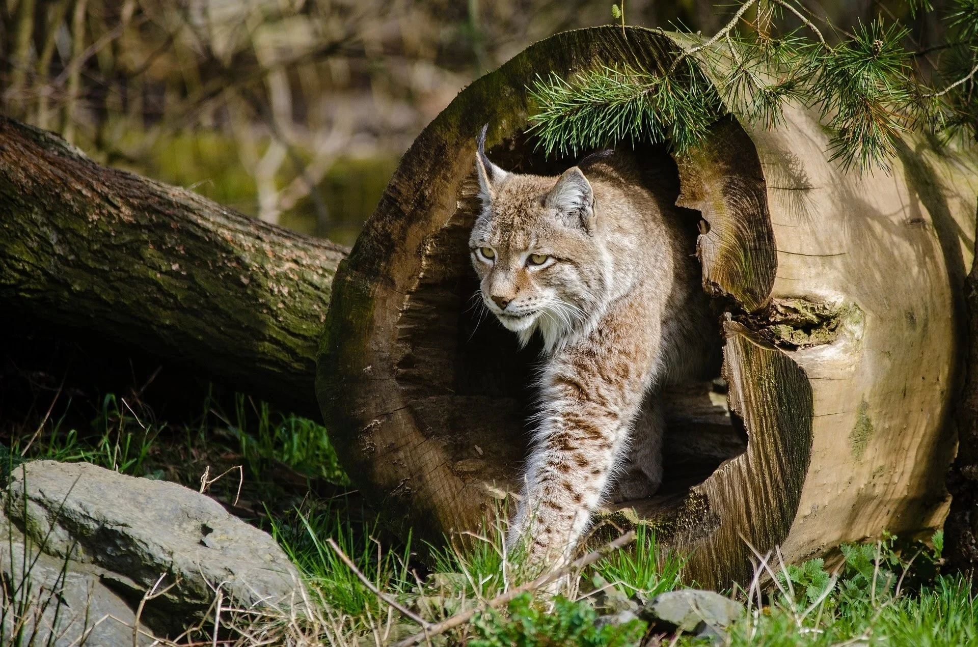 Canada lynx
