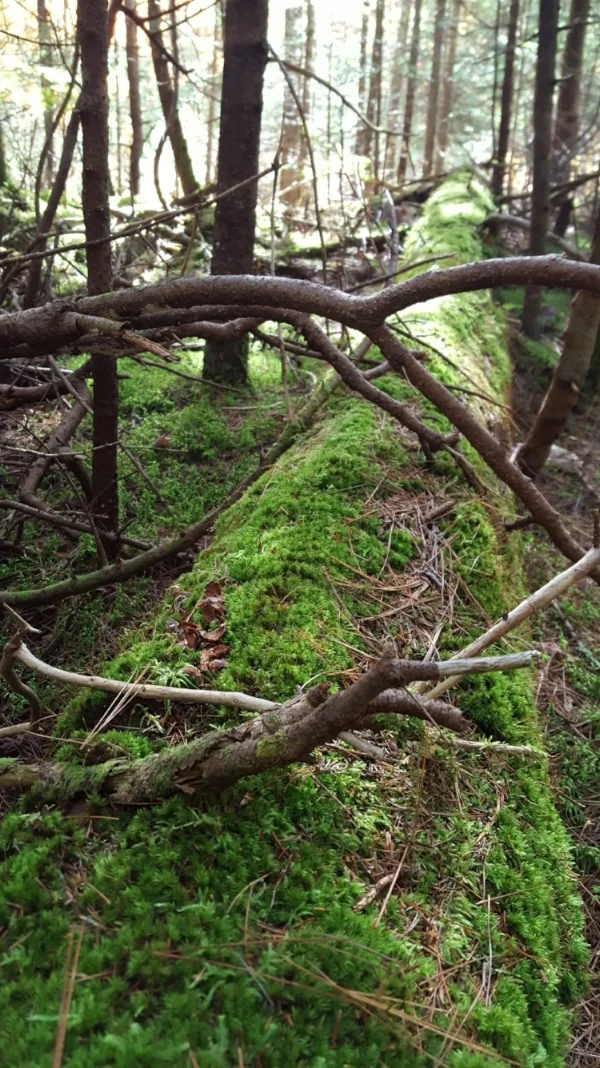 Leave fallen trees on the forest floor or along wooded edges.