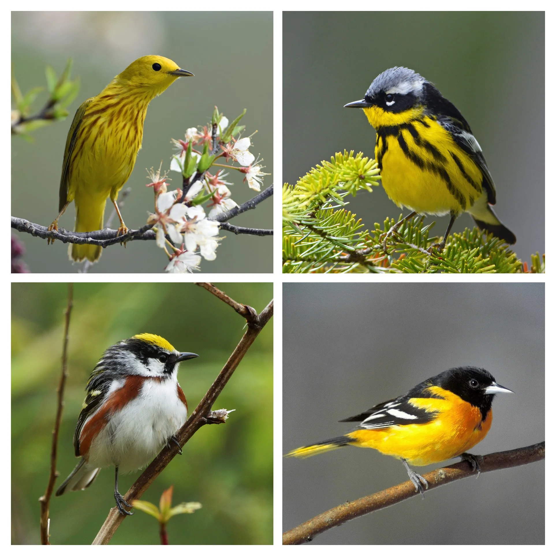 Bird Friendly® coffee plantations provide quality habitat for the Yellow Warbler (upper left), Magnolia Warbler (upper right), Chestnut-sided Warbler (lower left) and Baltimore Oriole (lower right) on their wintering grounds. Warbler photos by Doug Gimler ; oriole photo - Pixabay.