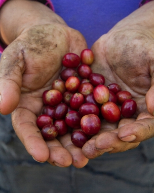 Coffee “cherries,” freshly picked and ready to be processed. Ripening beneath the shade of an intact, functioning forest, traditional shade-grown coffee produces beans with superior flavor while preserving critical bird habitat. (©Scott Weidensaul)