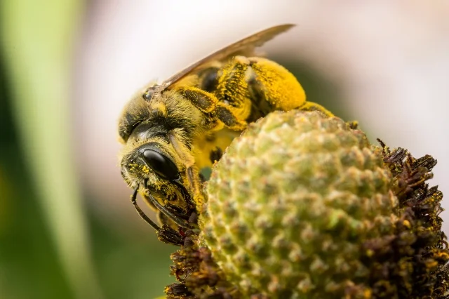 The Wonder of Wild Bees (Super-pollinators Part 1)