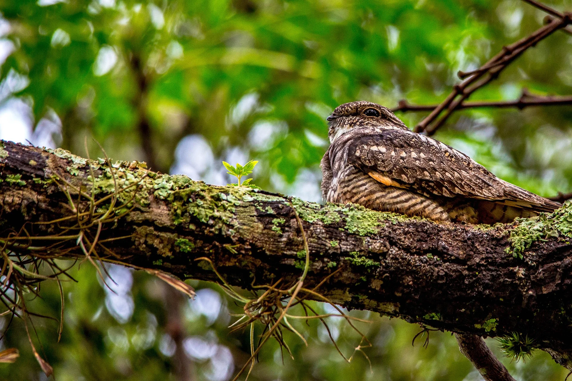 The Whip-poor-will prefers forest habitat adjacent to large clearings.