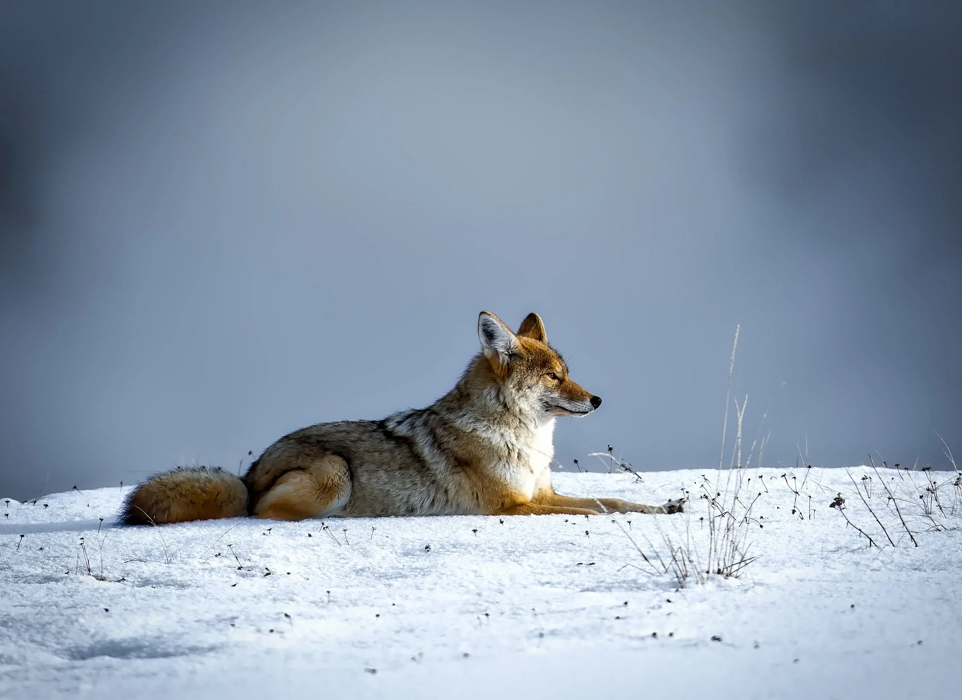 Pixabay Coyote YNP 1201910279 .jpg