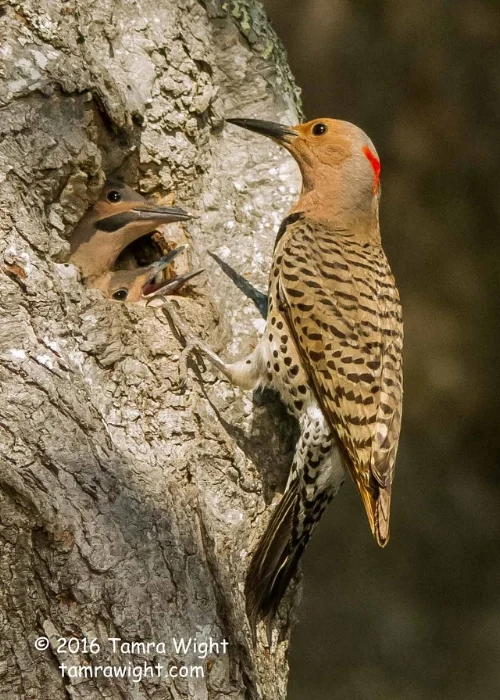 Northern Flickers, a type of woodpecker, use holes (or cavities) in decaying trees for nesting, shelter, and foraging.