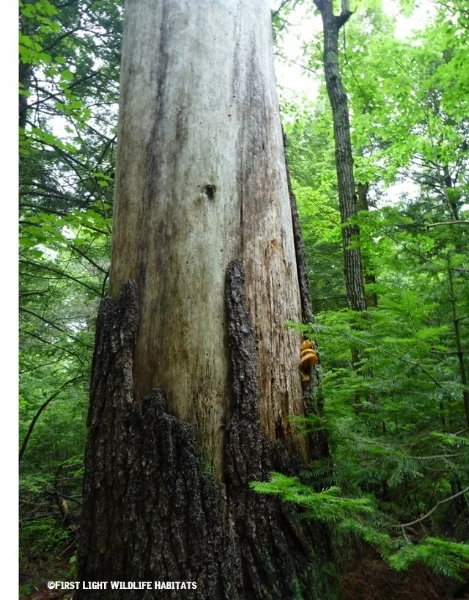 “Snags” include standing dead, or partially dead trees of a minimum size (diameter and height), and at least half-covered by bark.