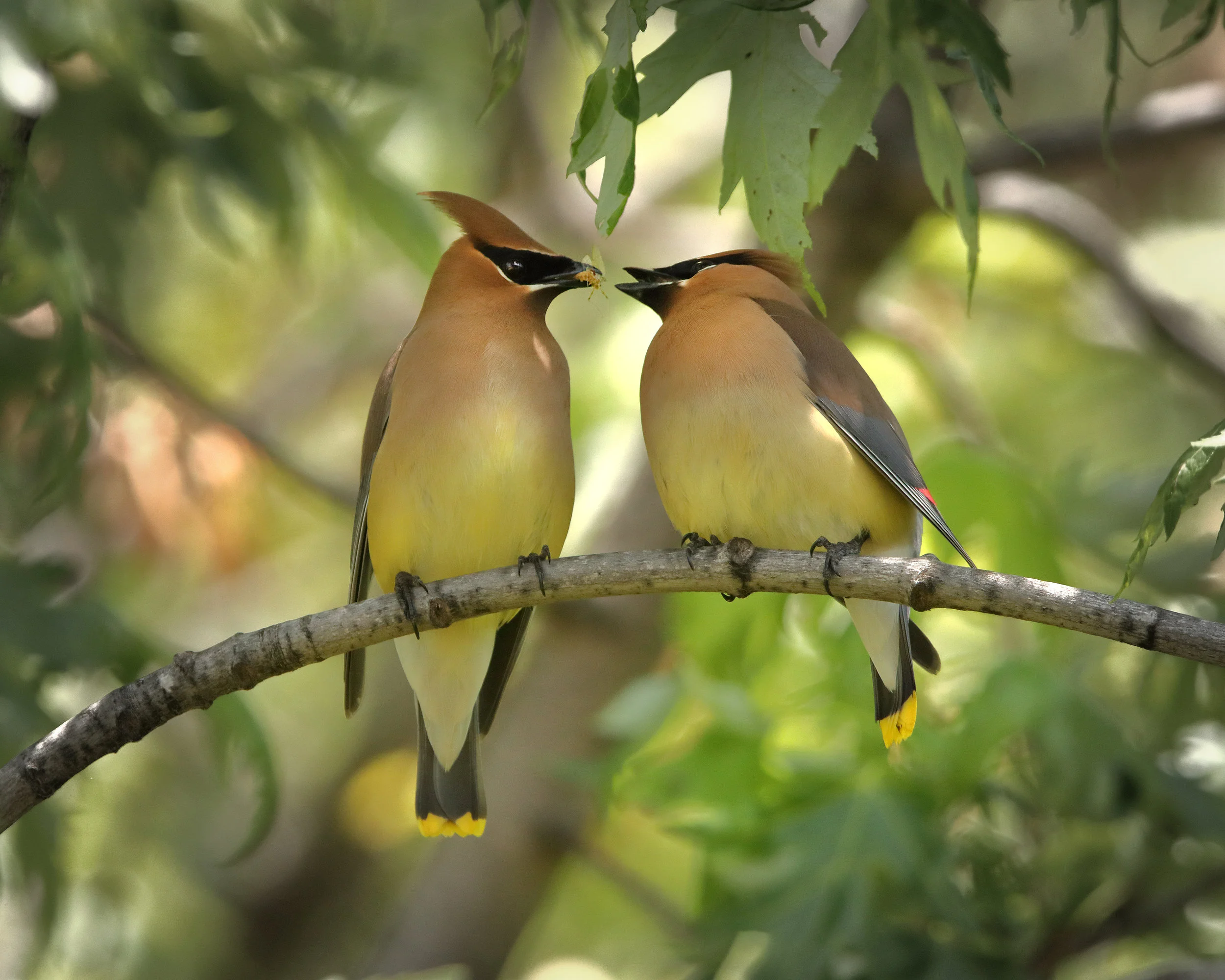 Cedar Waxwings (photo: Gary Bendig)